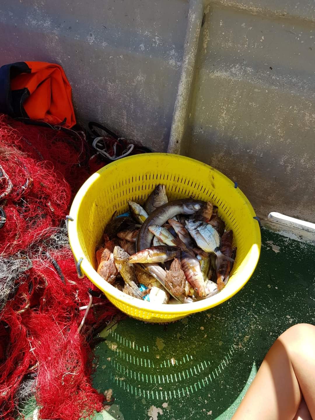 il pescato di una giornata pescaturismo