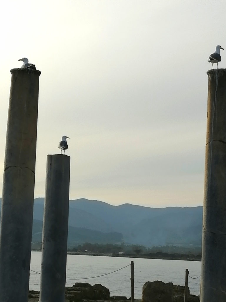 gabbiano corso nora pula Laguna di Nora Aquarium