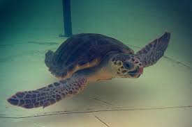 efis tartaruga caretta caretta Laguna di Nora Aquarium