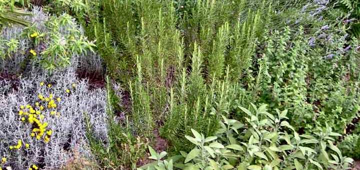 piante aromatiche della Sardegna